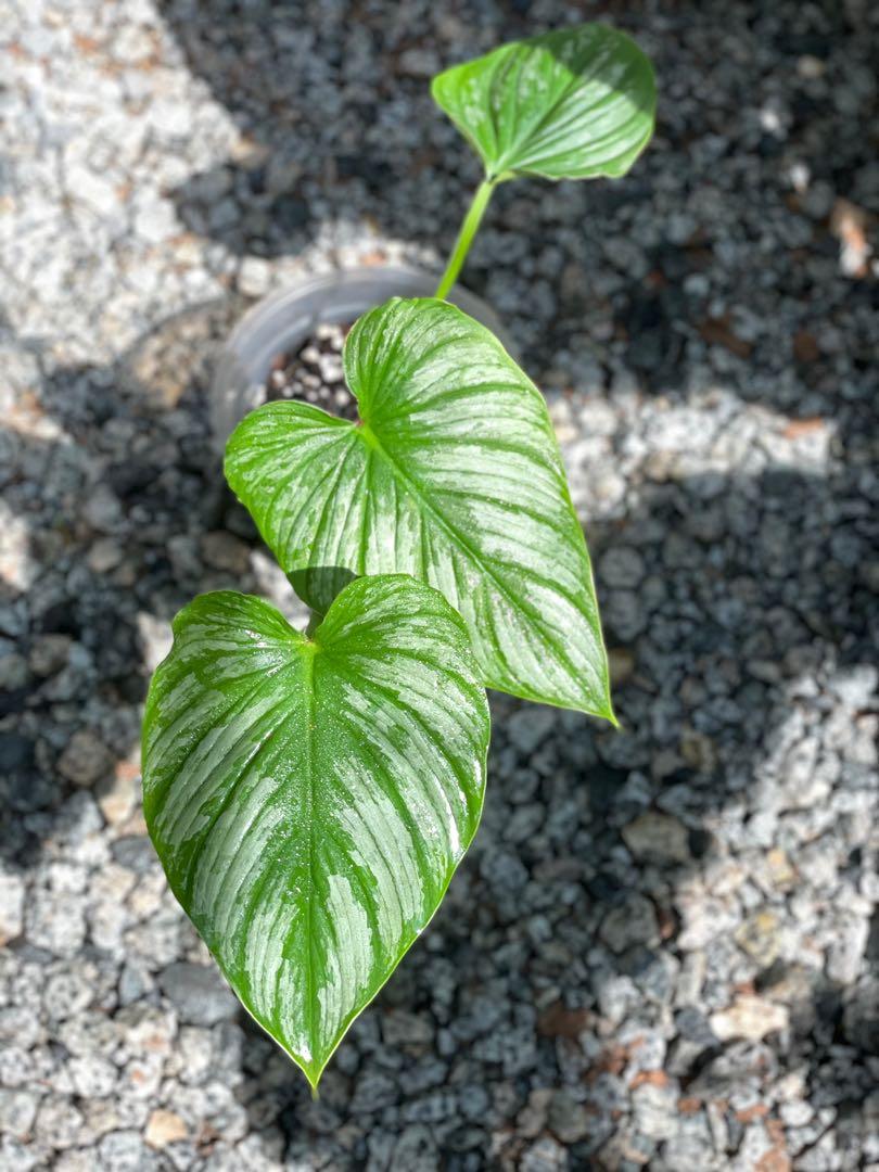 Philodendron Mamei Aff Ecuador Furniture Home Living Gardening Plants Seeds On Carousell