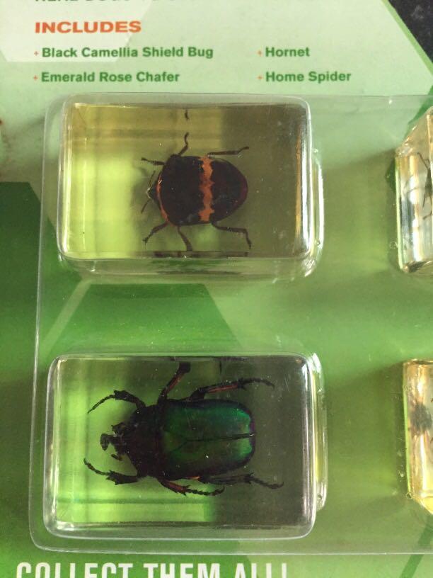 Real Bugs to study and observe (Category: Looking For) located in Pasay City. Submitted by redgiftshop (Listing ID 1090130421, Image 3). Description: collectibles includes: black camella shield Bug Emerald Rose Chafer , Hornet Home spider ditect bought in US product code: MBN .