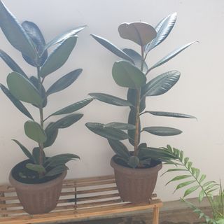 (Category: ) located in . Submitted by jackie.24 (Listing ID 1090096273, Image 1). Description: .