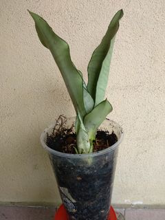 (Category: ) located in . Submitted by newplant (Listing ID 1090096209, Image 1). Description: .