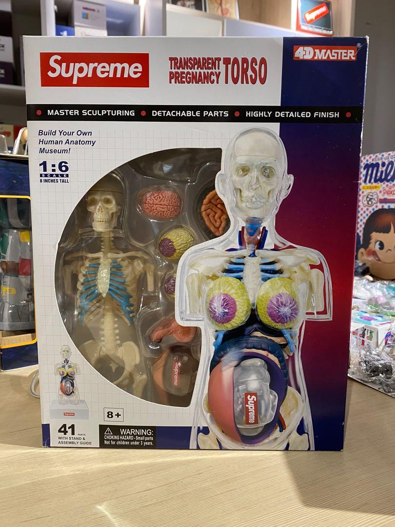 Supreme Female Human Body Anatomy Set Hobbies Toys Toys