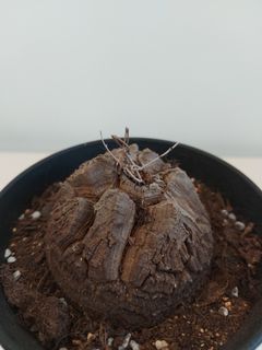 （分類：）位於 。 由 yylcs 提交（商品編號 1090256894，圖片 1）。簡介： 。