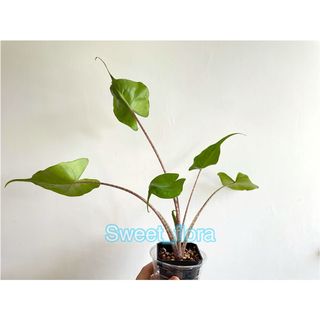 （分類：）位於 。 由 sweet_flora 提交（商品編號 1090146944，圖片 1）。簡介： 。