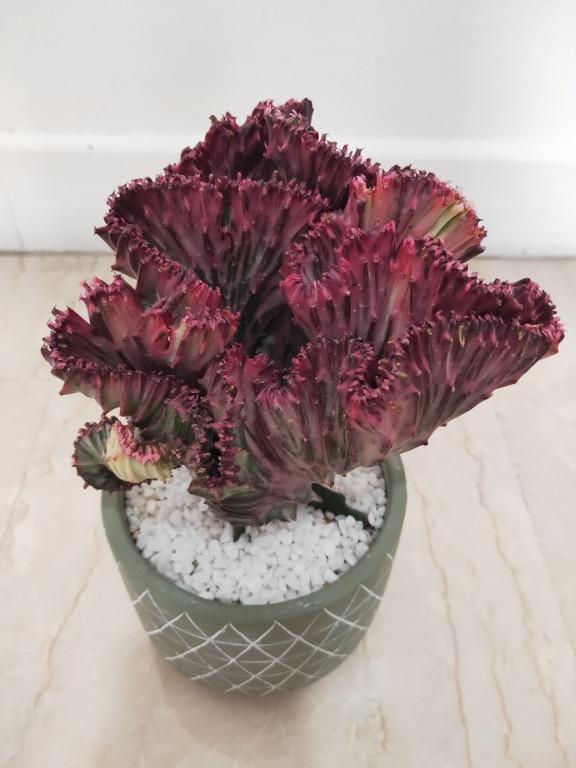 Red coral for sale 2025