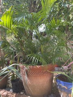 (Category: ) located in . Submitted by lynwags (Listing ID 1090254855, Image 1). Description: .