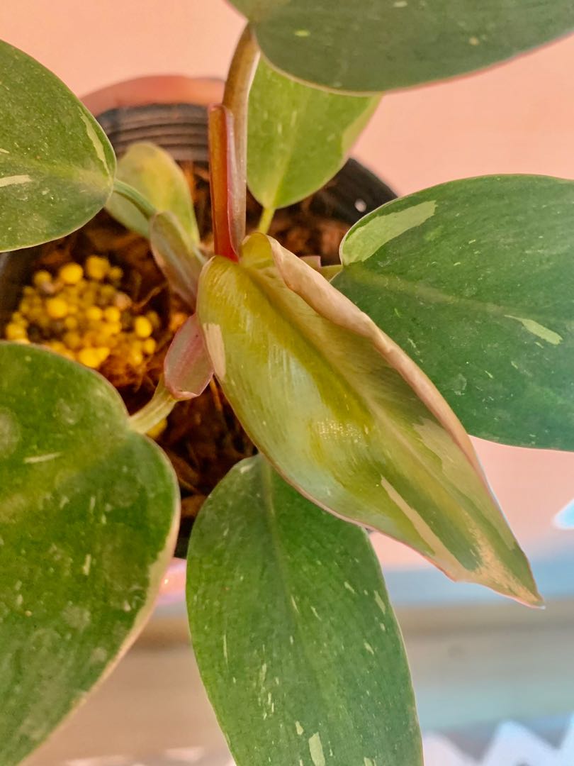 Philodendron Pink Princess (Tissue Culture), Furniture & Home Living