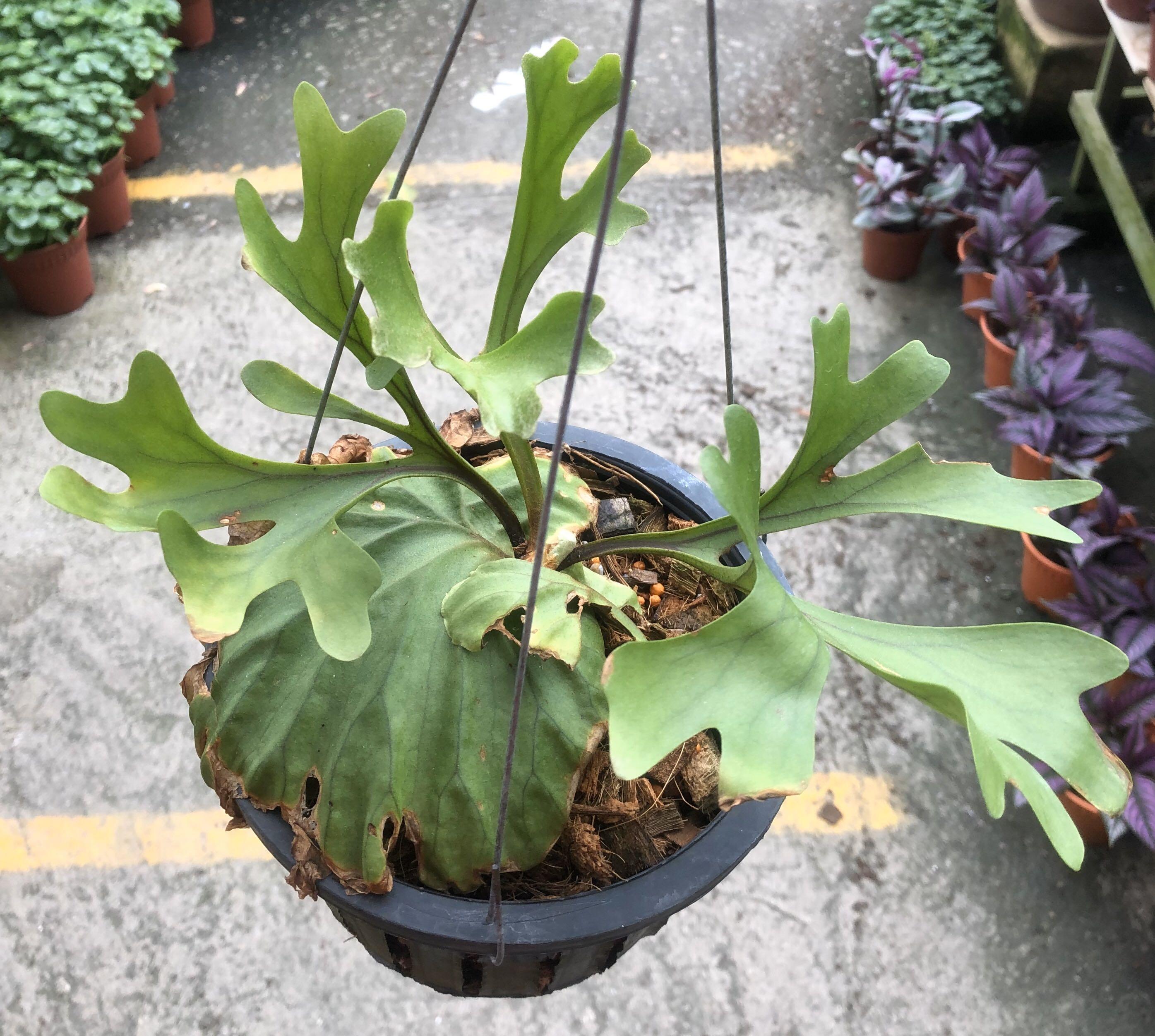 Platycerium Ridleyi 亚猴鹿角蕨 Furniture Home Living Gardening Plants Seeds On Carousell