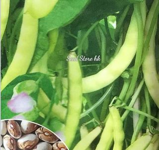 （分類：）位於 。 由 seedstorehk 提交（商品編號 1090425348，圖片 1）。簡介： 。