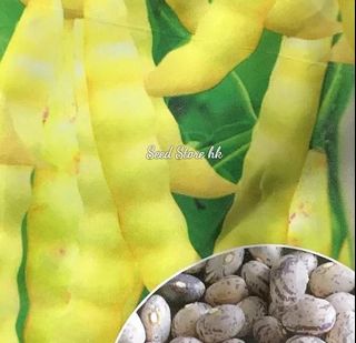 （分類：）位於 。 由 seedstorehk 提交（商品編號 1090425195，圖片 1）。簡介： 。