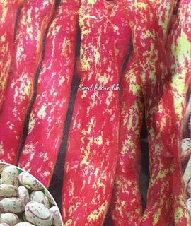 （分類：）位於 。 由 seedstorehk 提交（商品編號 1090425040，圖片 1）。簡介： 。