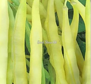 （分類：）位於 。 由 seedstorehk 提交（商品編號 1090424859，圖片 1）。簡介： 。