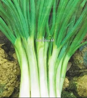 （分類：）位於 。 由 seedstorehk 提交（商品編號 1090424463，圖片 1）。簡介： 。