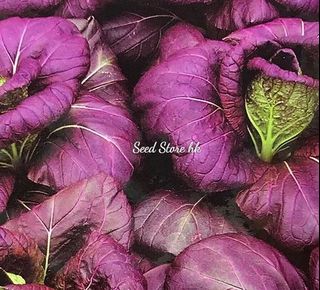 （分類：）位於 。 由 seedstorehk 提交（商品編號 1090424324，圖片 1）。簡介： 。