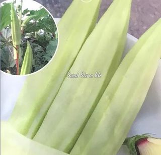 （分類：）位於 。 由 seedstorehk 提交（商品編號 1090424163，圖片 1）。簡介： 。