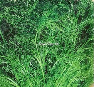 （分類：）位於 。 由 seedstorehk 提交（商品編號 1090424015，圖片 1）。簡介： 。
