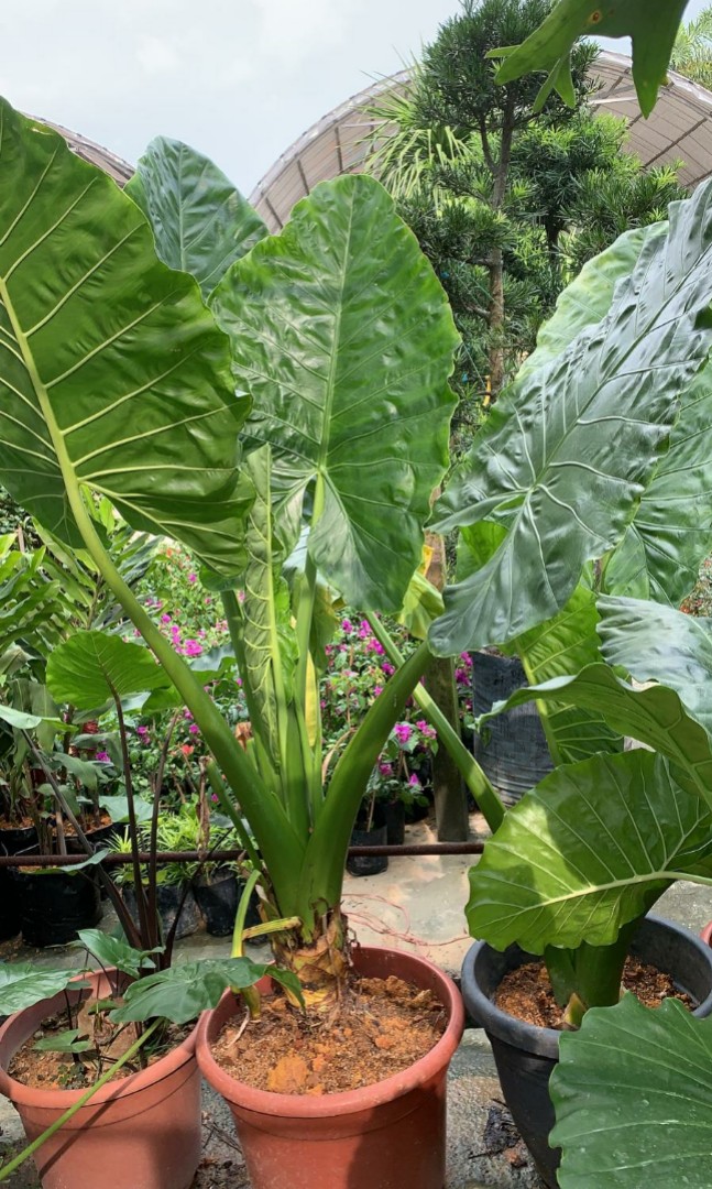 Alocasia 1 8mh Furniture Home Living Gardening Plants Seeds On Carousell