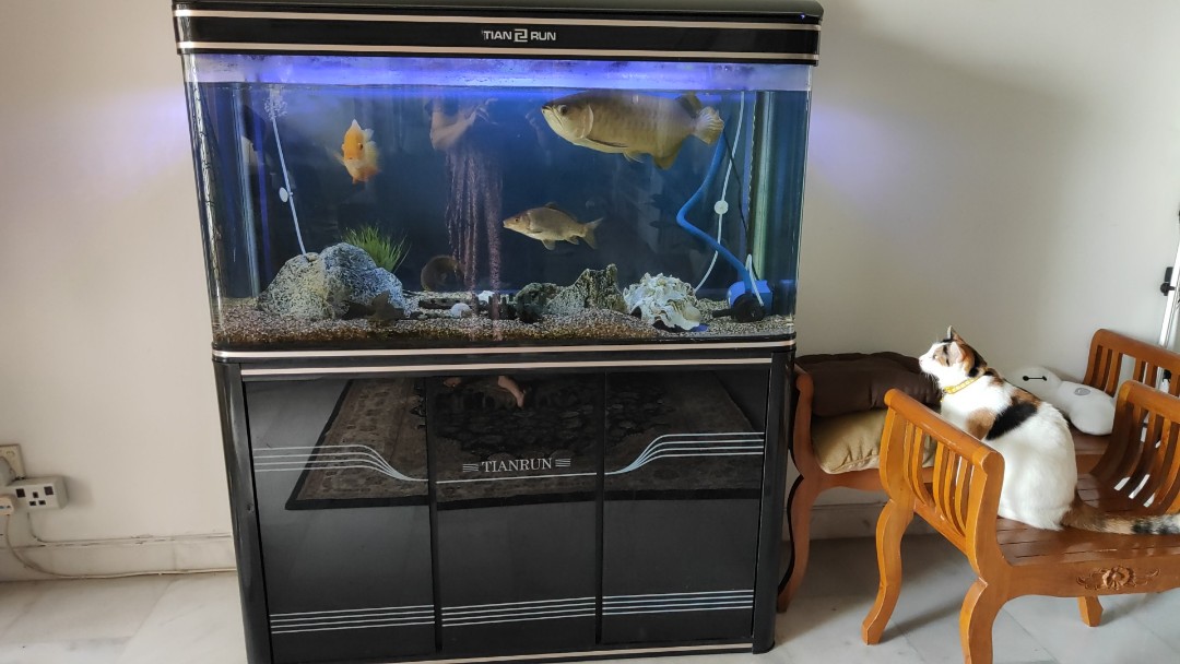 Aquarium For Sale Pet Supplies Pet Accessories On Carousell
