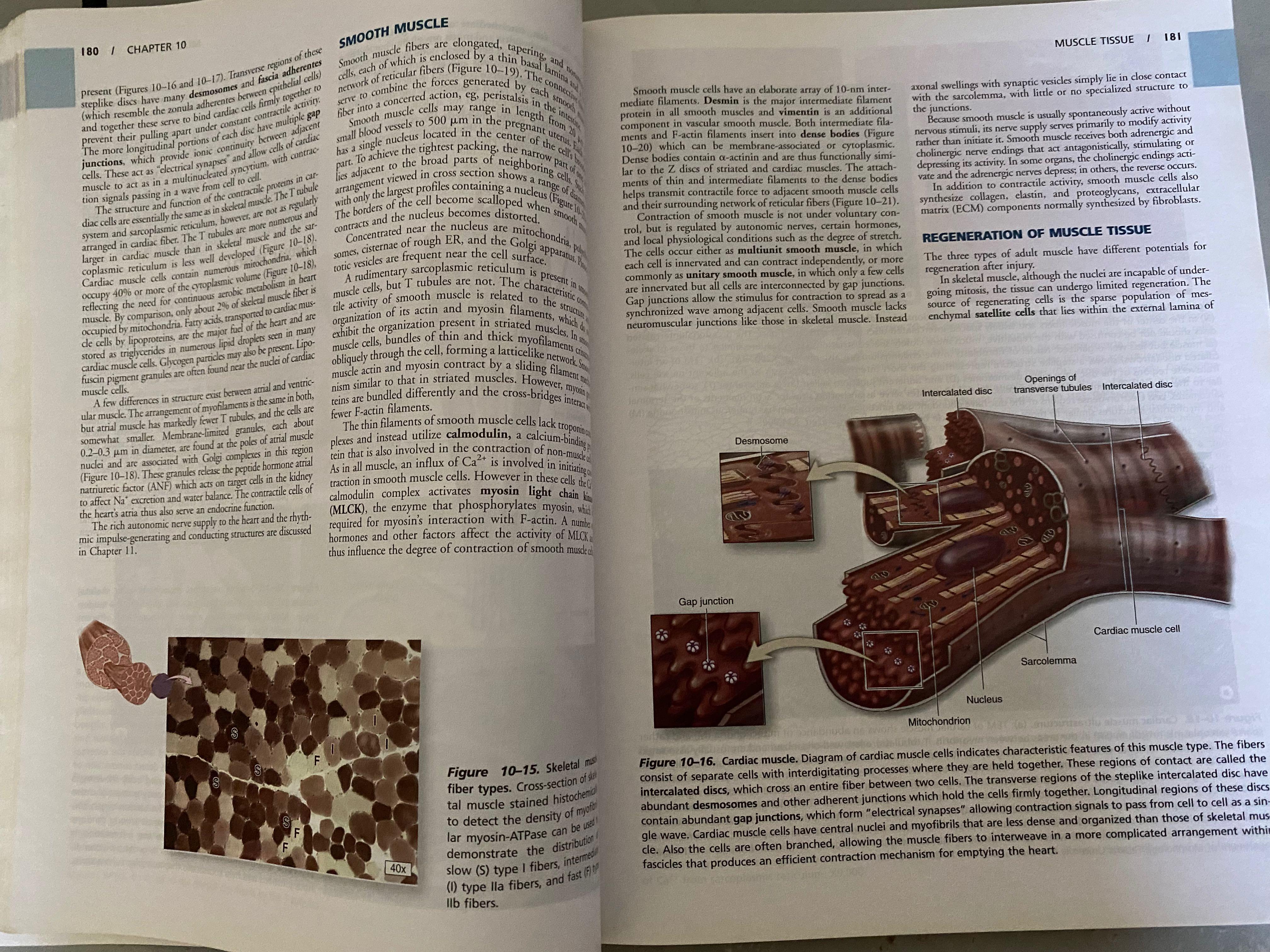 Basic histology text and atlas by janquera (Category: Textbooks) located in Pasay City. Submitted by pendesoza (Listing ID 1090526048, Image 3). Description: Basic histology text and atlas Author: Anthony L Mescher Condition : fine / almost new Slight highlights Marking dont interfere with reading Paper back intact .