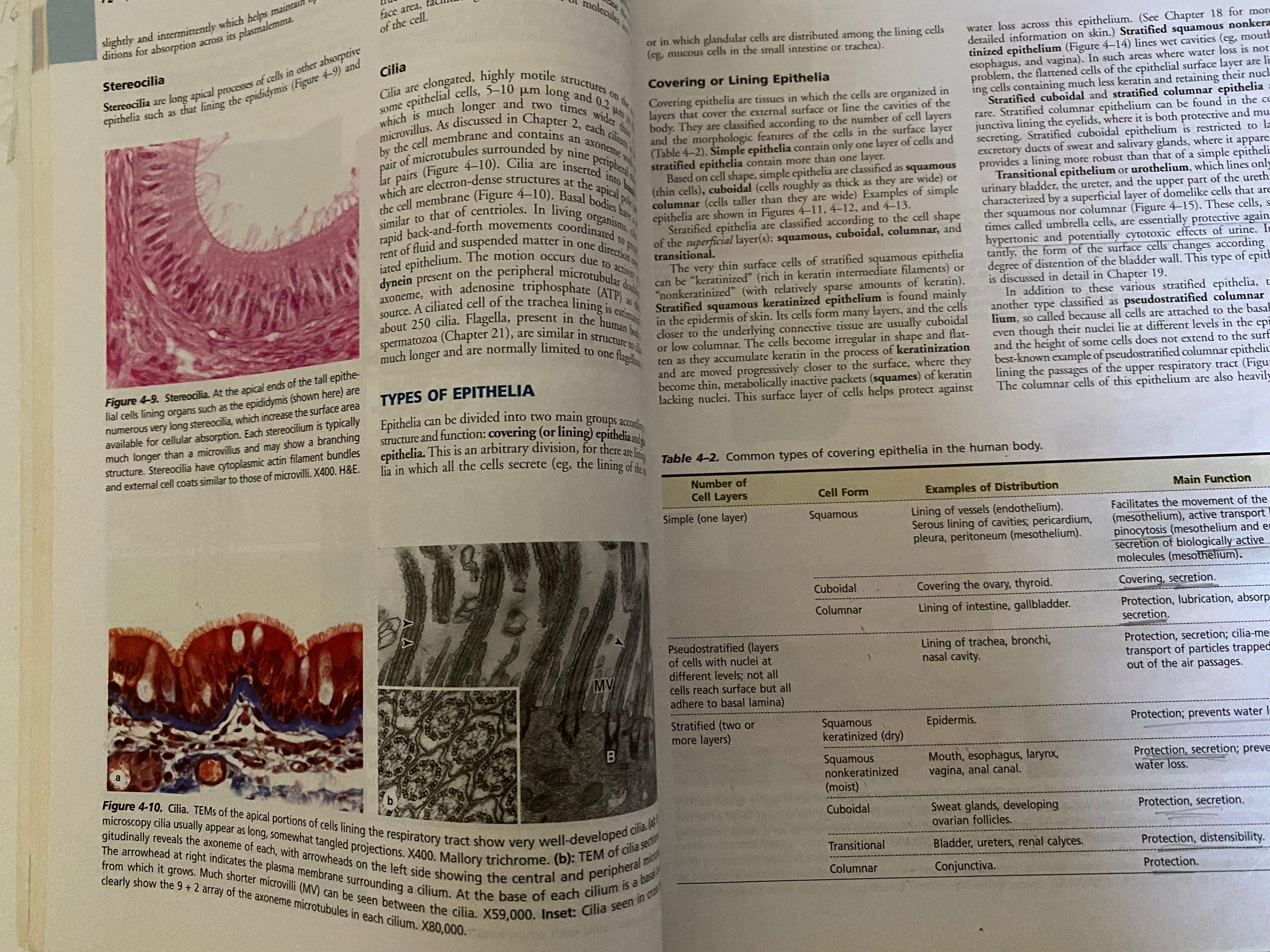 Basic histology text and atlas by janquera (Category: Textbooks) located in Pasay City. Submitted by pendesoza (Listing ID 1090526048, Image 2). Description: Basic histology text and atlas Author: Anthony L Mescher Condition : fine / almost new Slight highlights Marking dont interfere with reading Paper back intact .
