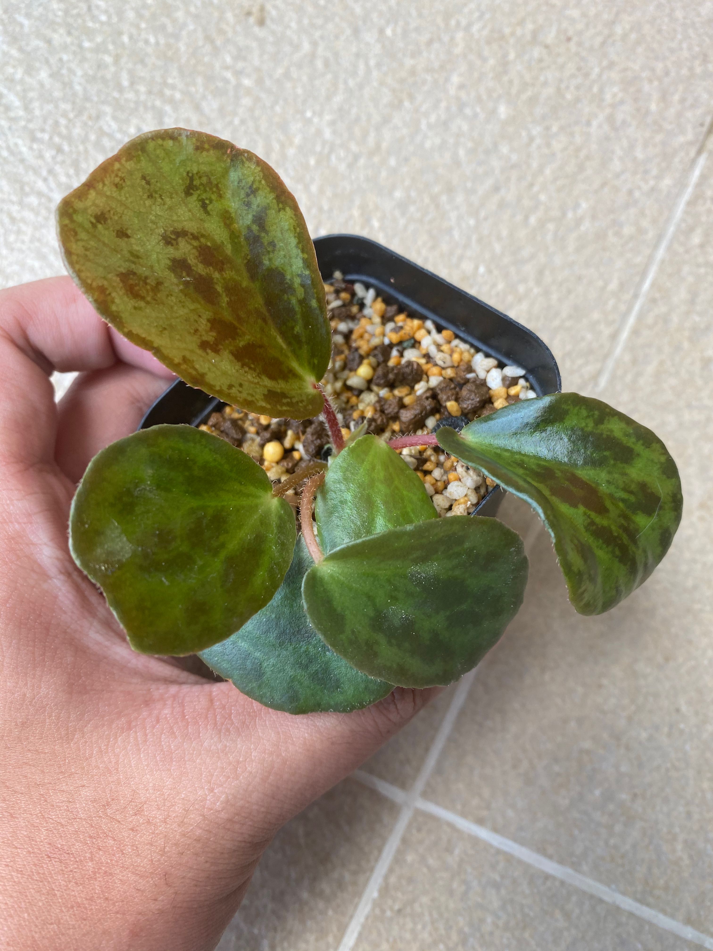 Begonia Blancii Mottled Furniture Home Living Gardening Plants Seeds On Carousell