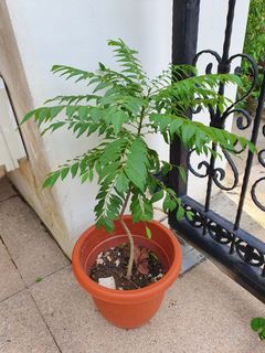 (Category: ) located in . Submitted by junyaacob (Listing ID 1090581188, Image 1). Description: .