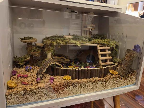 Cage top hamster terrarium