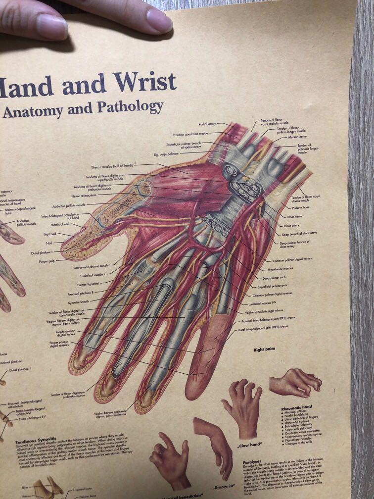 Hand & Wrist Anatomy Poster A3, Everything Else on Carousell