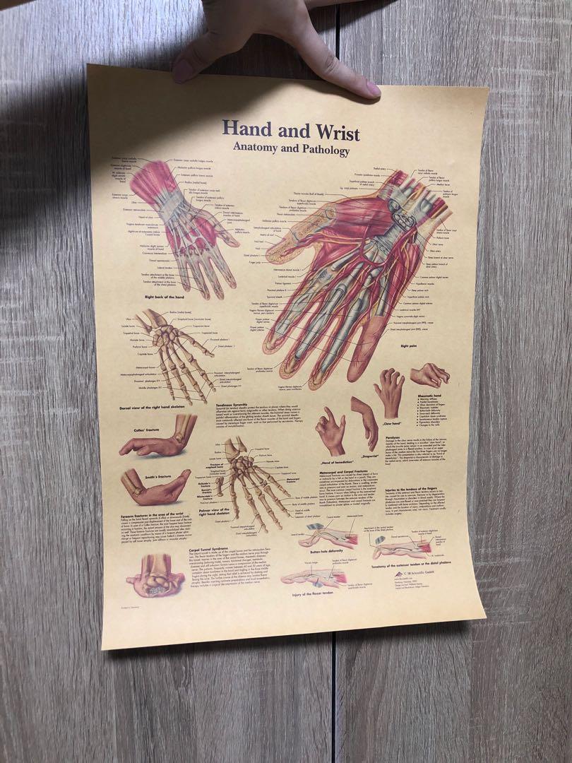 Hand & Wrist Anatomy Poster A3, Everything Else on Carousell
