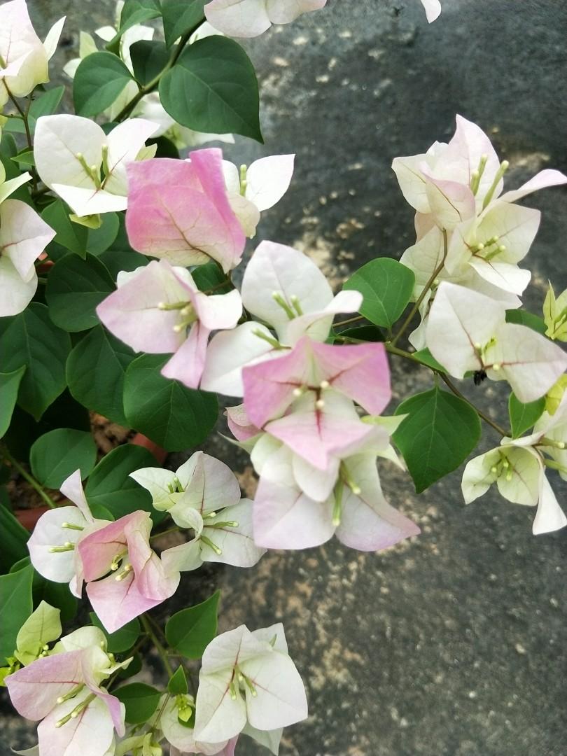 Ice cream white Bougainvillea, Furniture & Home Living, Gardening