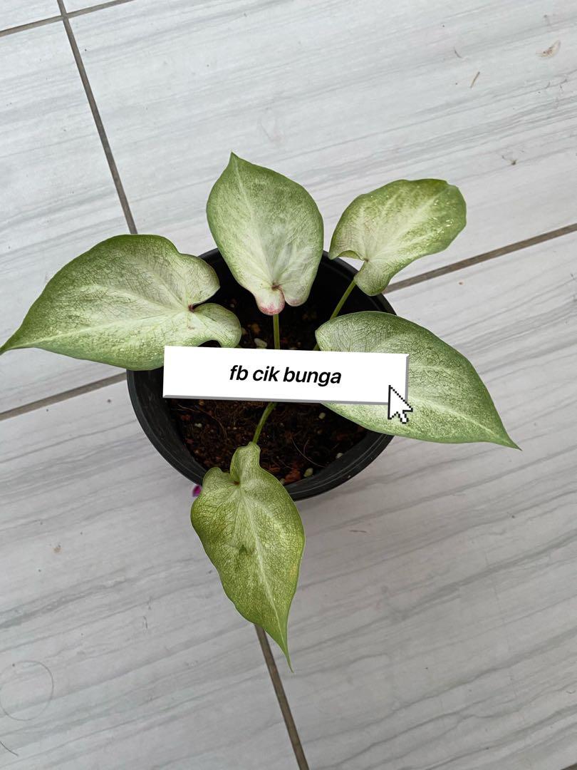 Keladi Daging Urat Putih Home Furniture Gardening On Carousell