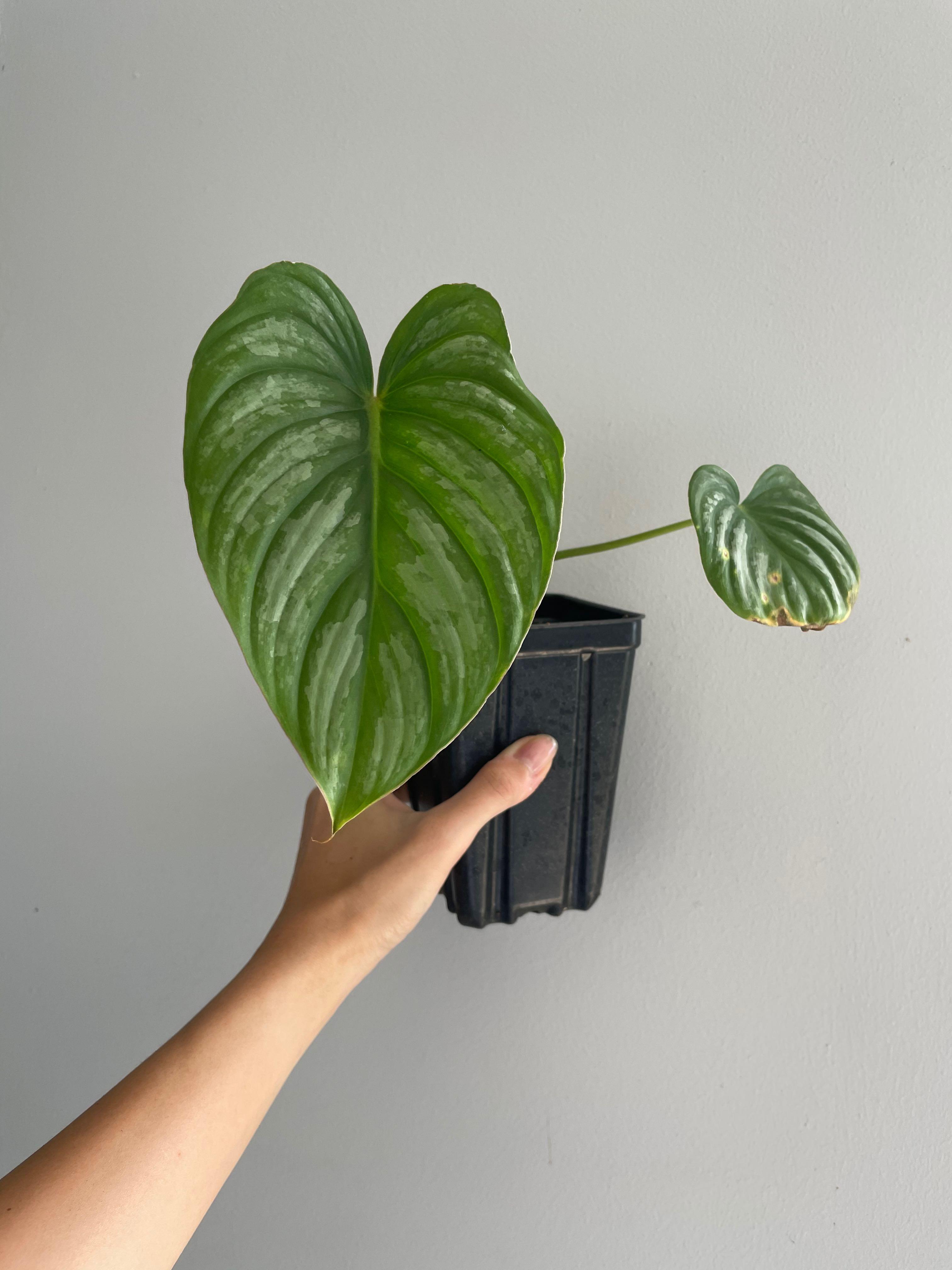 Philodendron Mamei Aff Furniture Home Living Gardening Plants Seeds On Carousell