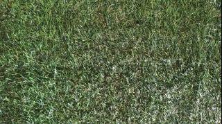 Premium Grass Carpet Artificial Grass Mat with Freebies