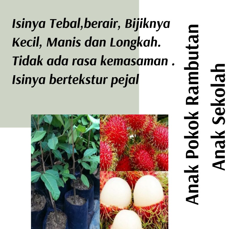 Real Plant) Anak Pokok Rambutan Anak Sekolah 紅毛丹樹苗 cpt 