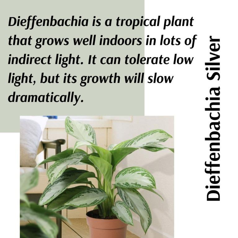 Real Plant Dieffenbachia Silver 美國萬年青 Live Indoor House Plant Home Furniture Gardening On Carousell
