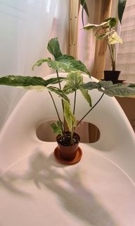 (Category: ) located in . Submitted by frdskrm95 (Listing ID 1090601177, Image 1). Description: .