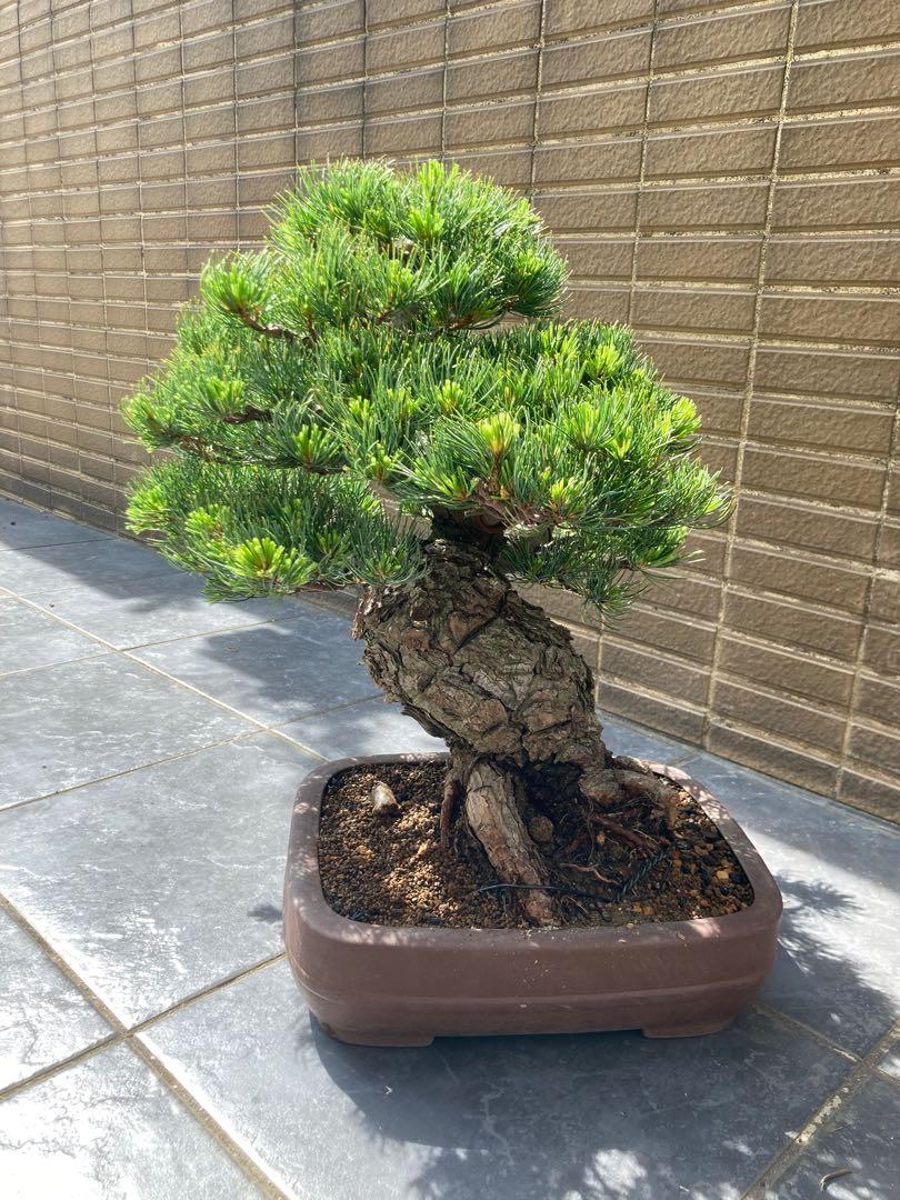 日本直送] 【樹齢約80年日本五葉松】中品盆栽藝術品級一件有生命的藝術