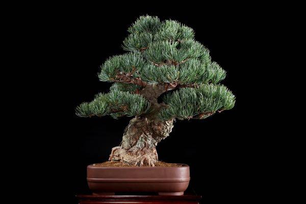 日本直送] 【樹齢約80年日本五葉松】中品盆栽藝術品級一件有生命的藝術