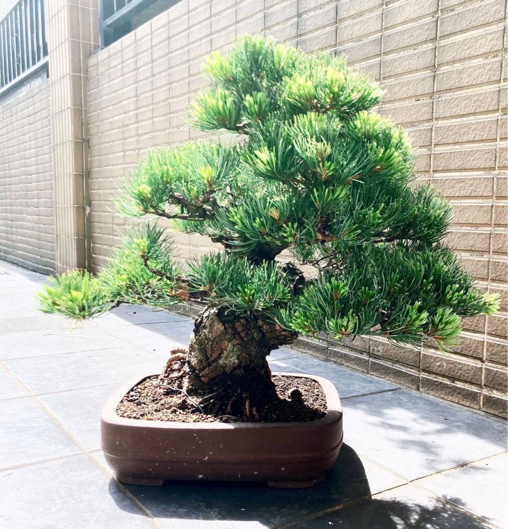 [日本直送] 【樹齢約80年日本五葉松】中品盆栽藝術品級一件有生命的