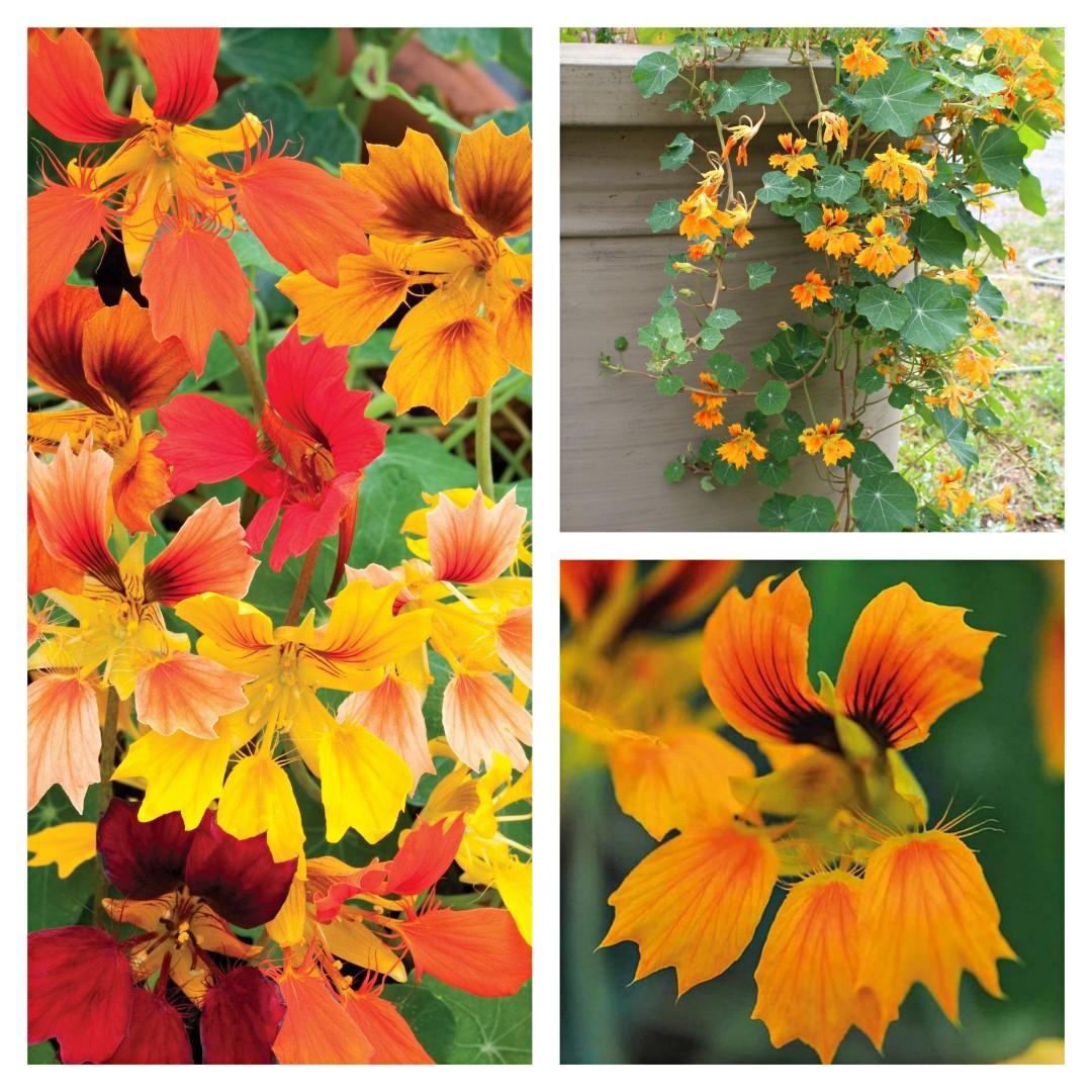 種子 可食用裂瓣花旱金蓮鳳凰混色2粒nasturtium Phoenix Tropaeolum Minus 2 Seeds 傢俬 家居 園藝 植物及種子 Carousell