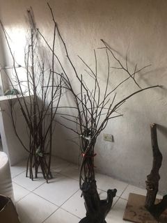 Twigs for shop sale philippines
