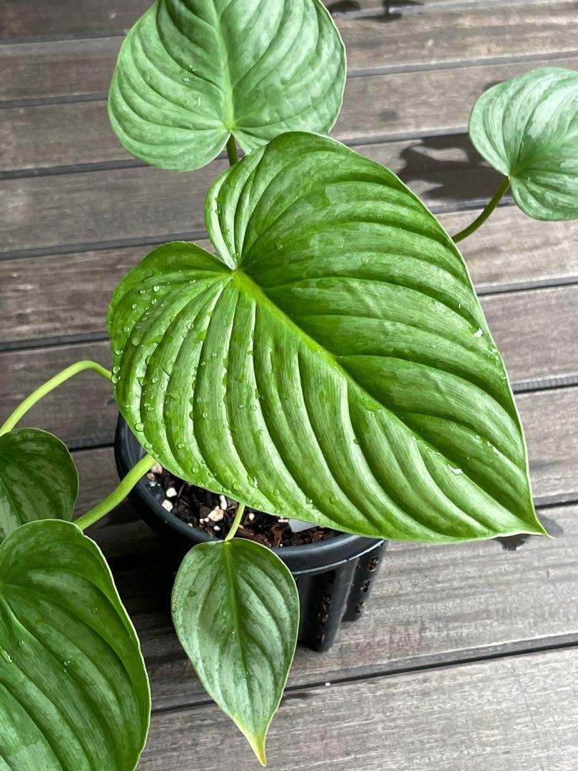 Gss Scarce Philodendron Pastazanum Silver Nieve Furniture Home Living Gardening Plants Seeds On Carousell