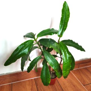 （分類：）位於 。 由 kinpaph 提交（商品編號 1090656033，圖片 1）。簡介： 。
