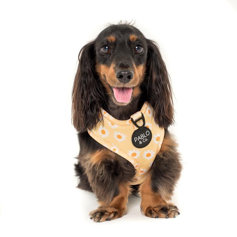 Pablo Co and Co XS daisy flower harness and sparkly bee dog