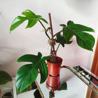 （分類：）位於 。 由 kinpaph 提交（商品編號 1090655717，圖片 1）。簡介： 。