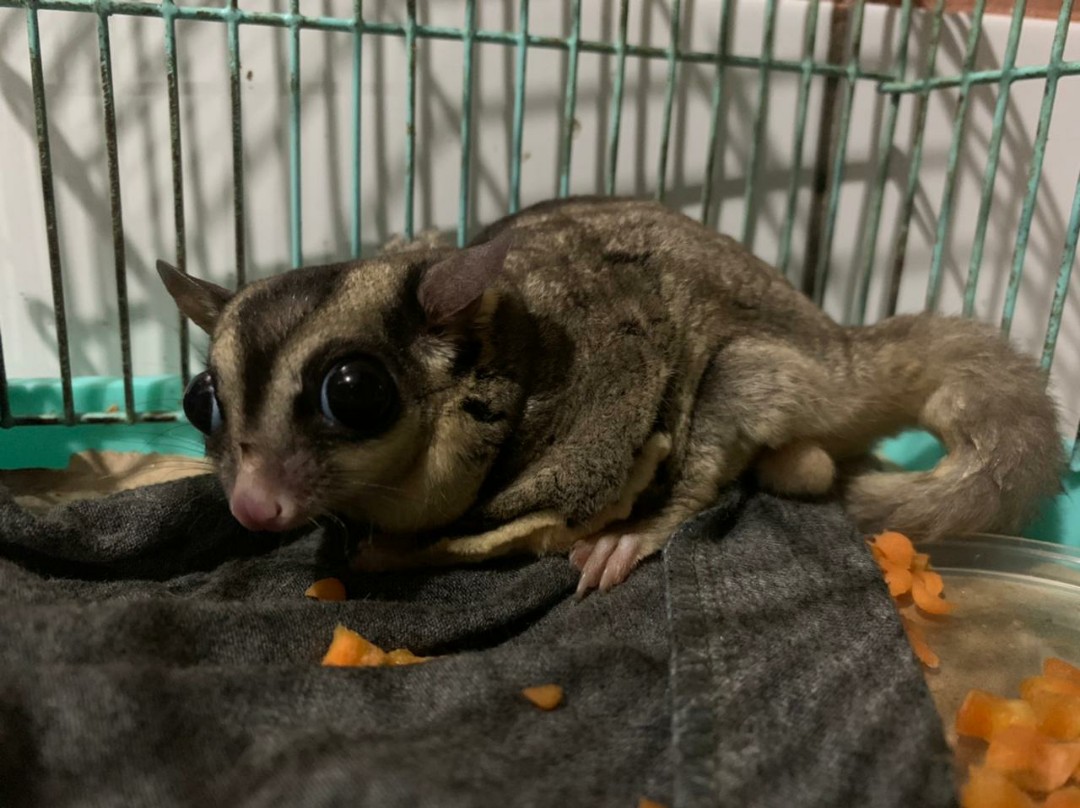 Sugar Glider Classic Grey Perlengkapan Hewan Aksesoris Hewan Di Carousell
