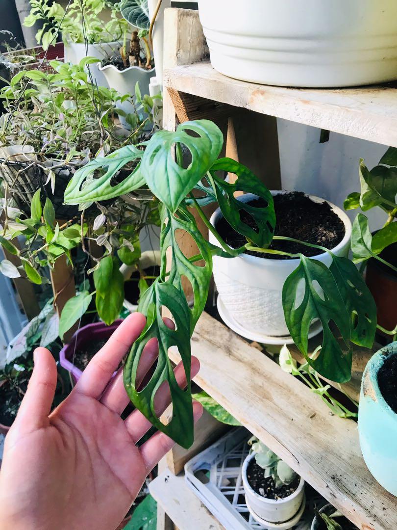 Trailing monstera Adansonii in white ceramic pot with catch plate (Category: Plants & Seeds) located in Paranaque City. Submitted by FLess.ph (Listing ID 1090732736, Image 2). Description: Trailing monstera adansonii potted in well draining soil mix and 6x6 inches white ceramic pot.