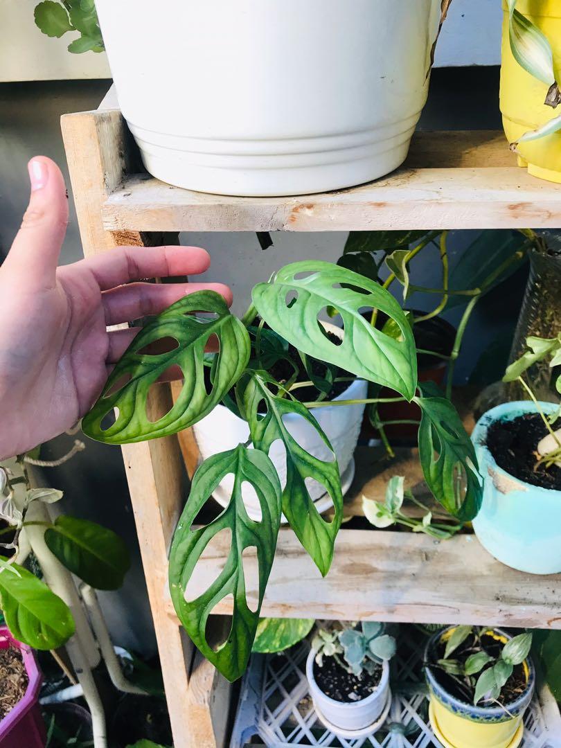 Trailing monstera Adansonii in white ceramic pot with catch plate (Category: Plants & Seeds) located in Paranaque City. Submitted by FLess.ph (Listing ID 1090732736, Image 3). Description: Trailing monstera adansonii potted in well draining soil mix and 6x6 inches white ceramic pot.