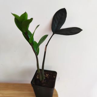 （分類：）位於 。 由 kinpaph 提交（商品編號 1090660108，圖片 1）。簡介： 。