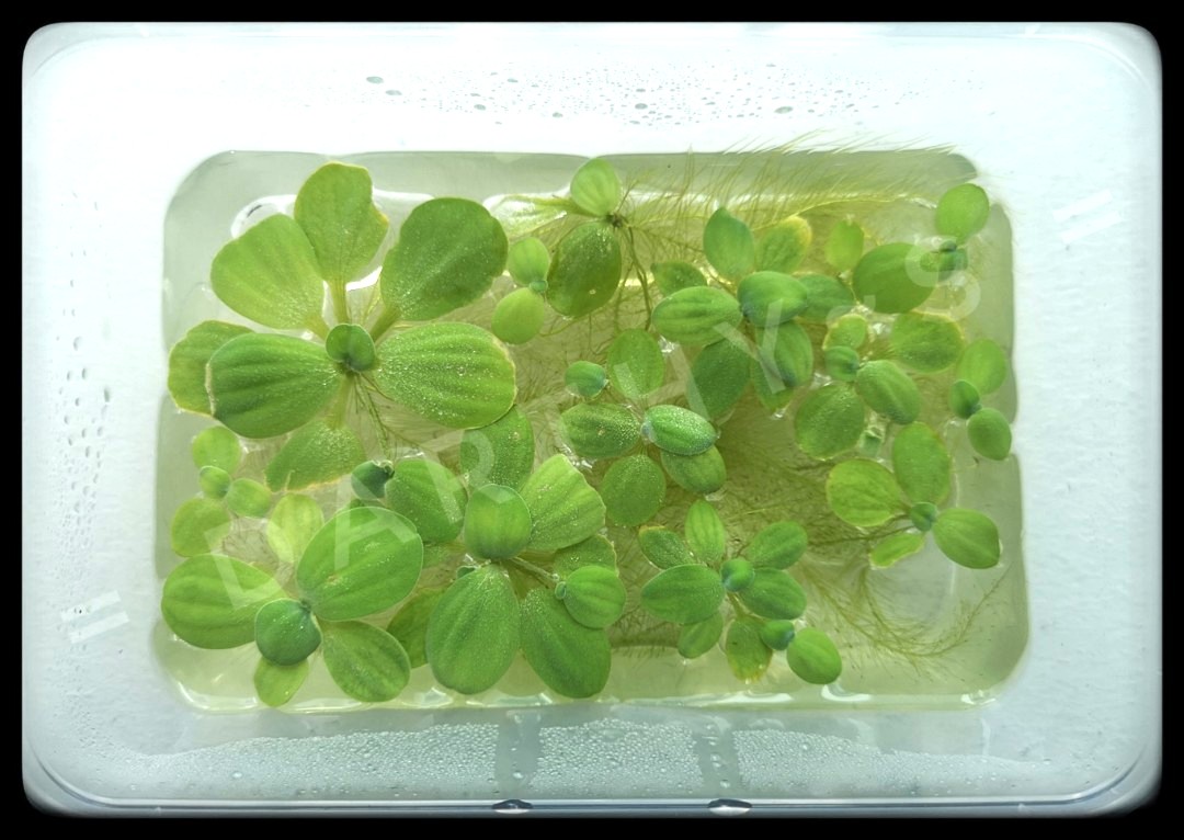 Aquatic plants clearance! 2, Furniture & Home Living, Gardening