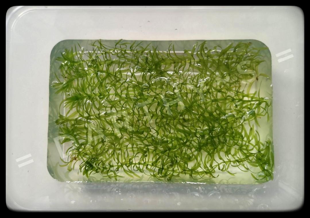 Aquatic plants clearance! 2, Furniture & Home Living, Gardening